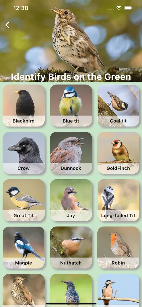 Identify birds on the green