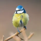App icon for Redland Green Bird Box