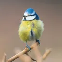 App icon for Redland Green Bird Box