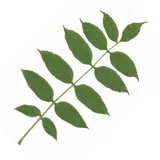 App icon for Redland Green Trail